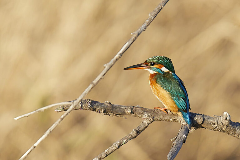 Alcedo atthis - Martín pescador