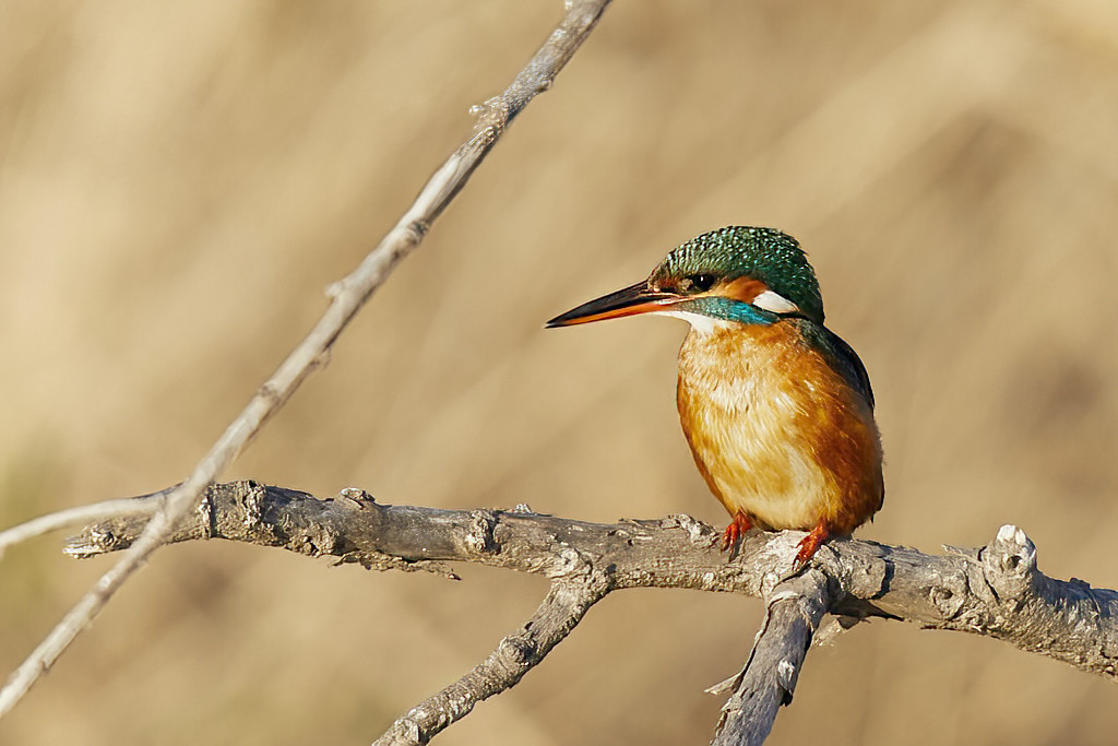 Alcedo atthis - Martín pescador