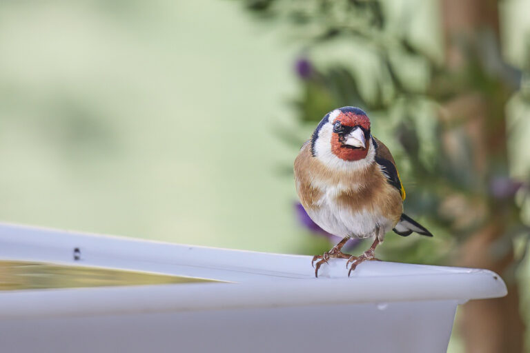 Carduelis carduelis - Jilguero