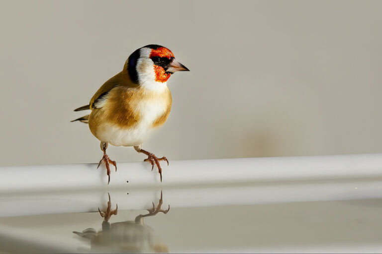 Carduelis carduelis - Jilguero