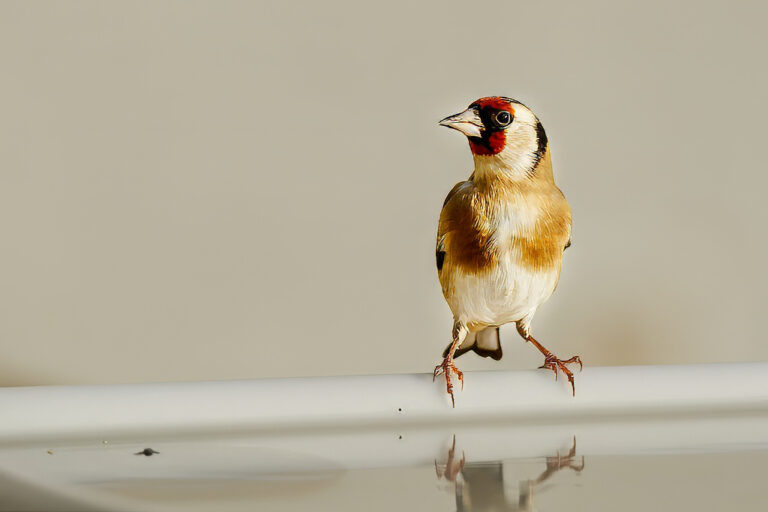 Carduelis carduelis - Jilguero