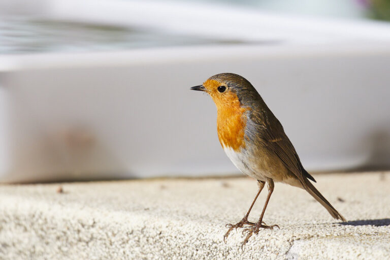 Erithacus rubecula - Petirrojo europeo