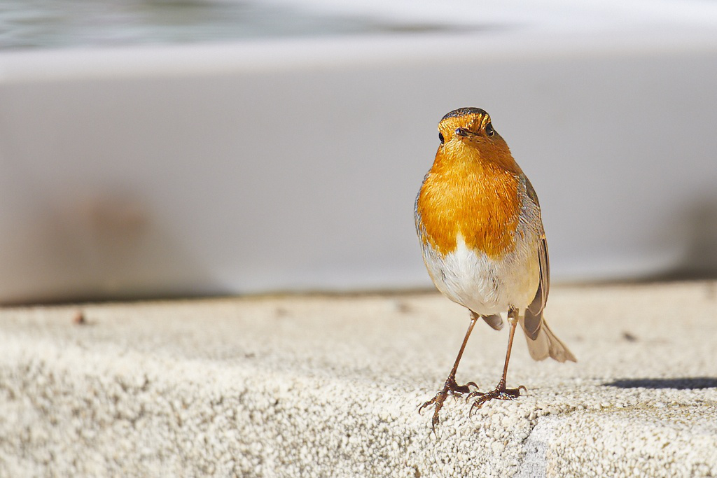 Erithacus rubecula - Petirrojo europeo