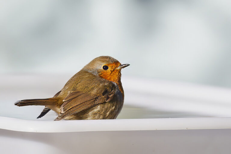 Erithacus rubecula - Petirrojo europeo