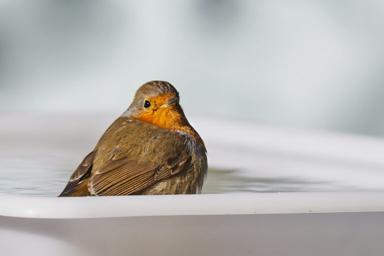 Erithacus rubecula - Petirrojo europeo