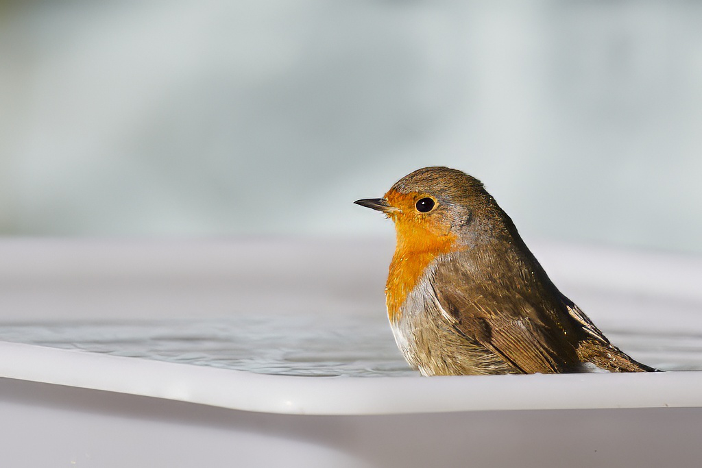 Erithacus rubecula - Petirrojo europeo