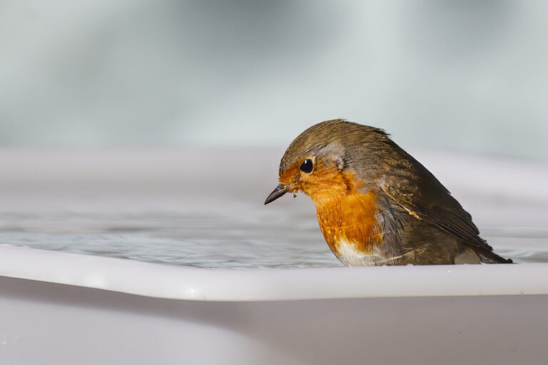 Erithacus rubecula - Petirrojo europeo