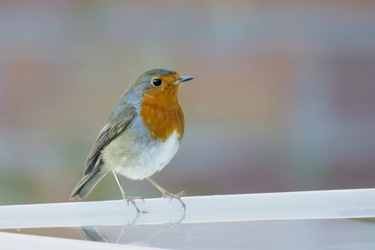 Erithacus rubecula - Petirrojo europeo