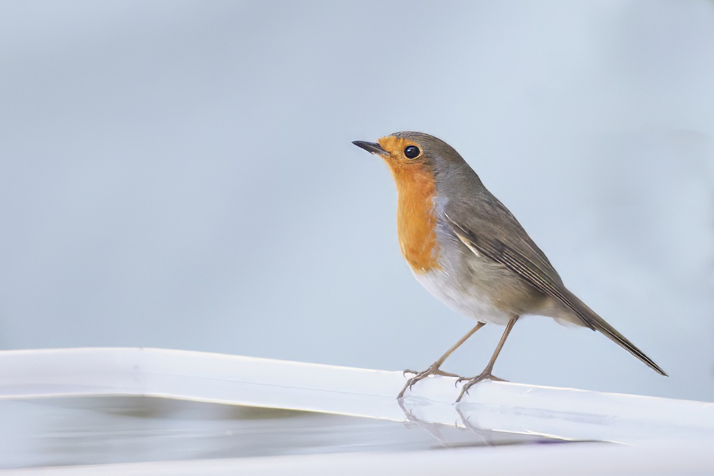 Erithacus rubecula - Petirrojo europeo