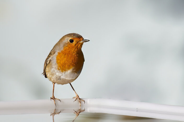 Erithacus rubecula - Petirrojo europeo