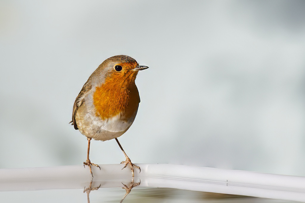 Erithacus rubecula - Petirrojo europeo