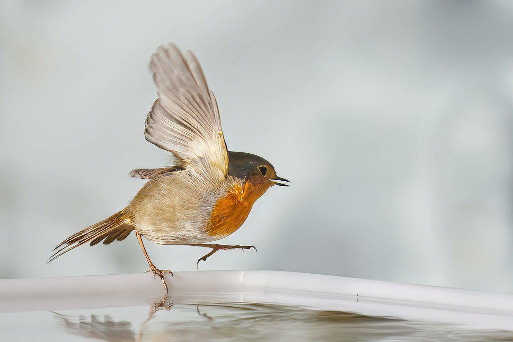 Erithacus rubecula - Petirrojo europeo