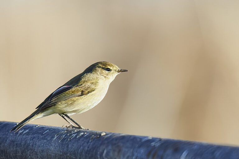 Phylloscopus collybita - Mosquitero común