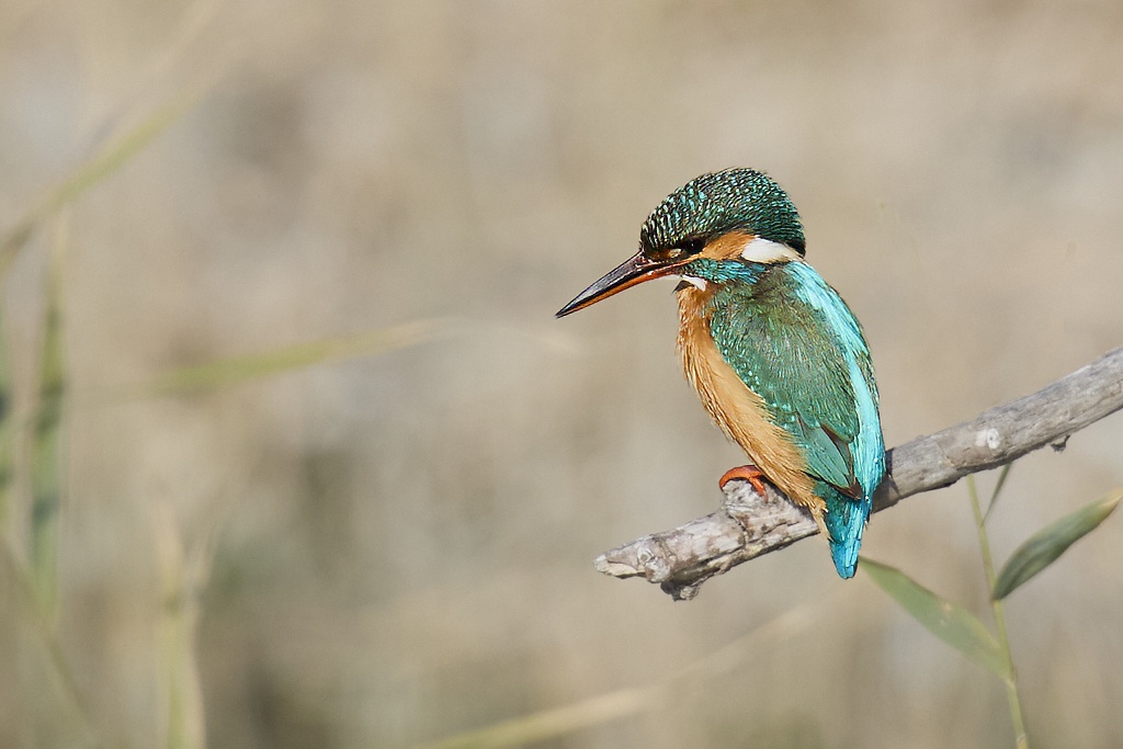 Alcedo atthis - Martín pescador