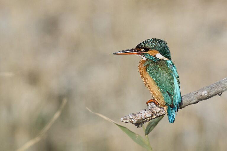 Alcedo atthis - Martín pescador