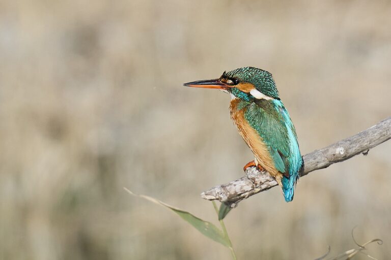 Alcedo atthis - Martín pescador