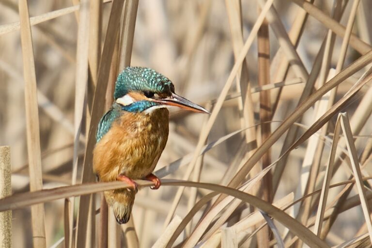 Alcedo atthis - Martín pescador