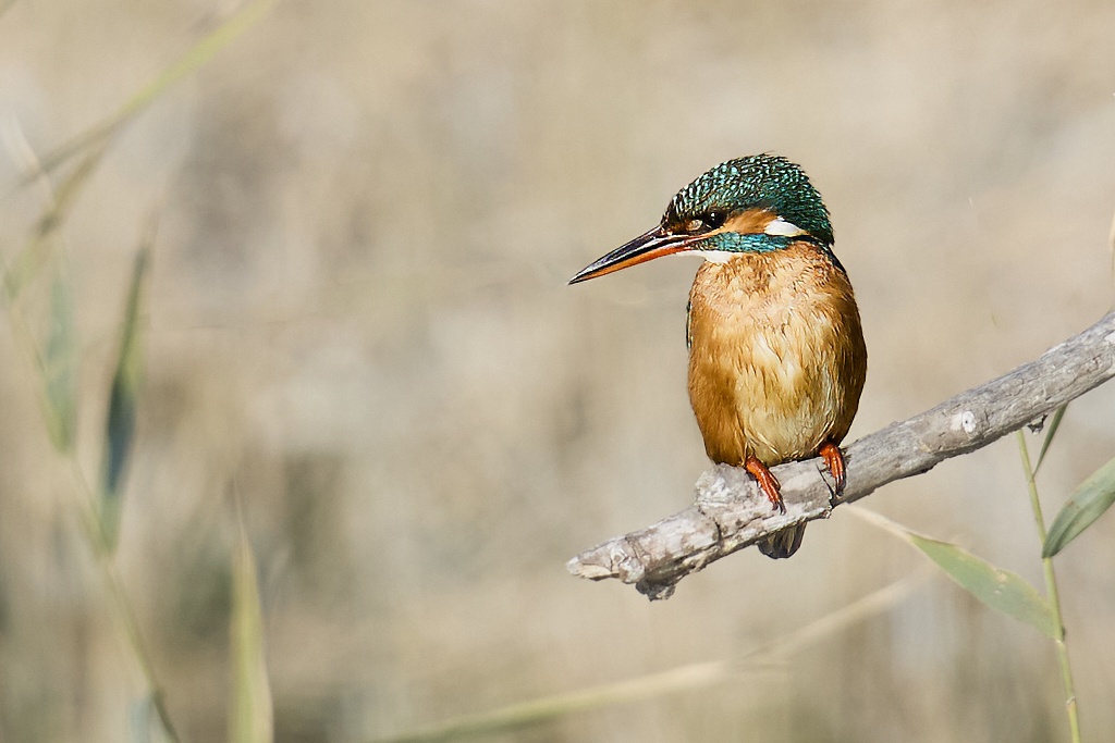 Alcedo atthis - Martín pescador