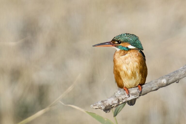 Alcedo atthis - Martín pescador