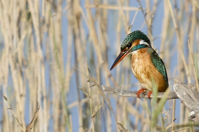 Alcedo atthis - Martín pescador