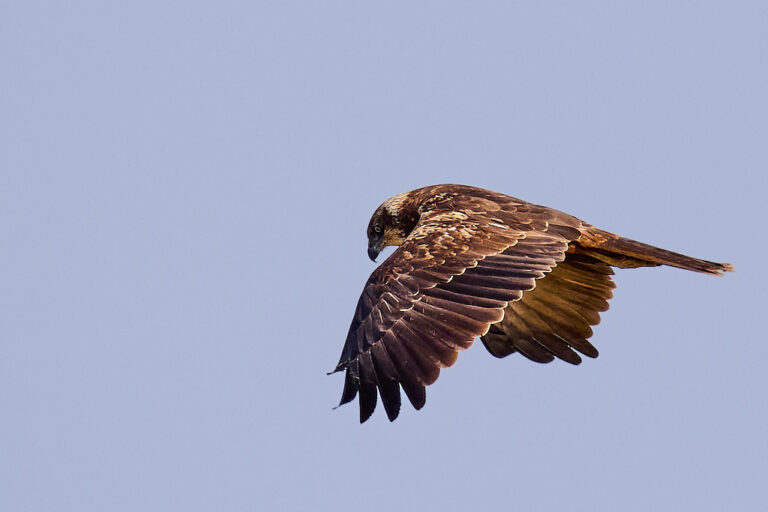 Circus aeruginosus - Aguilucho lagunero