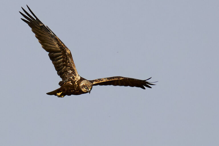 Circus aeruginosus - Aguilucho lagunero