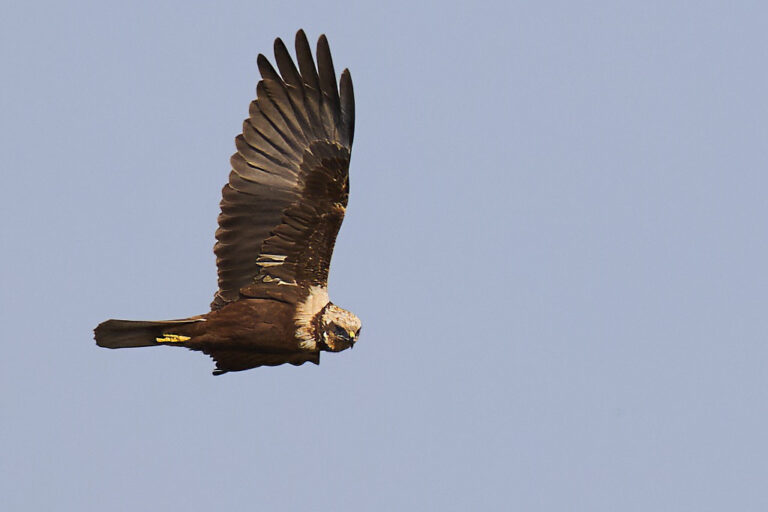 Circus aeruginosus - Aguilucho lagunero