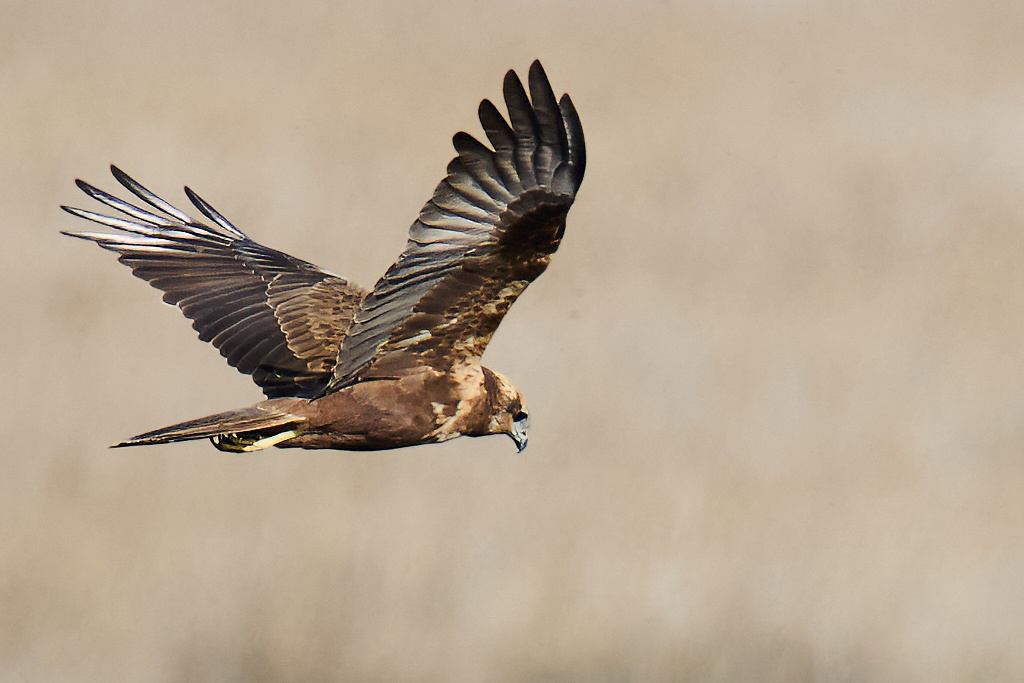 Circus aeruginosus - Aguilucho lagunero