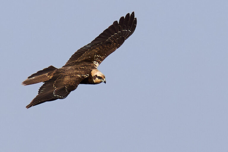 Circus aeruginosus - Aguilucho lagunero