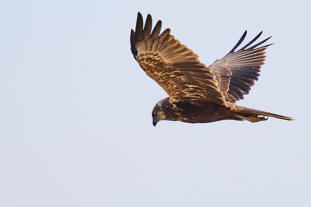 Circus aeruginosus - Aguilucho lagunero