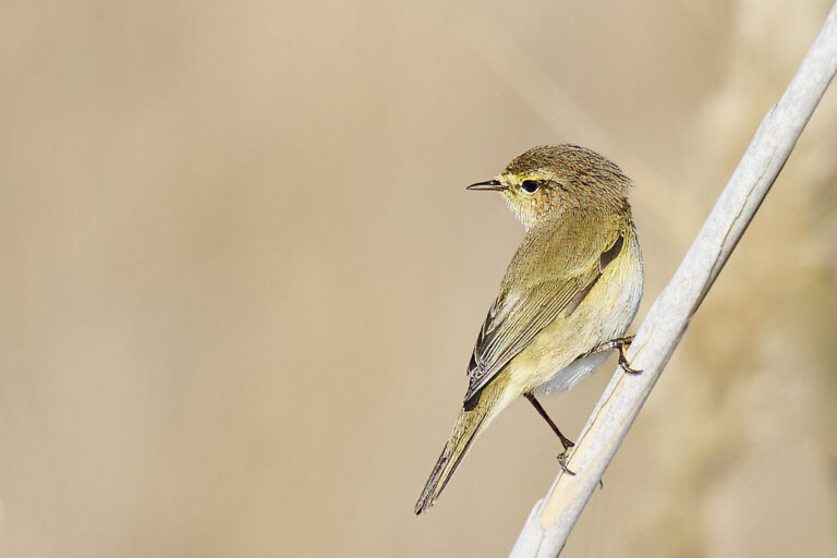 Phylloscopus collybita - Mosquitero común