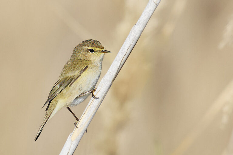 Phylloscopus collybita - Mosquitero común