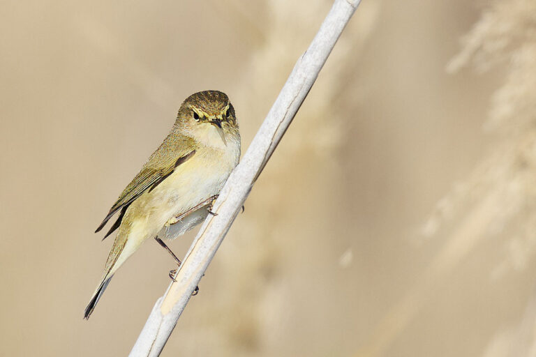 Phylloscopus collybita - Mosquitero común