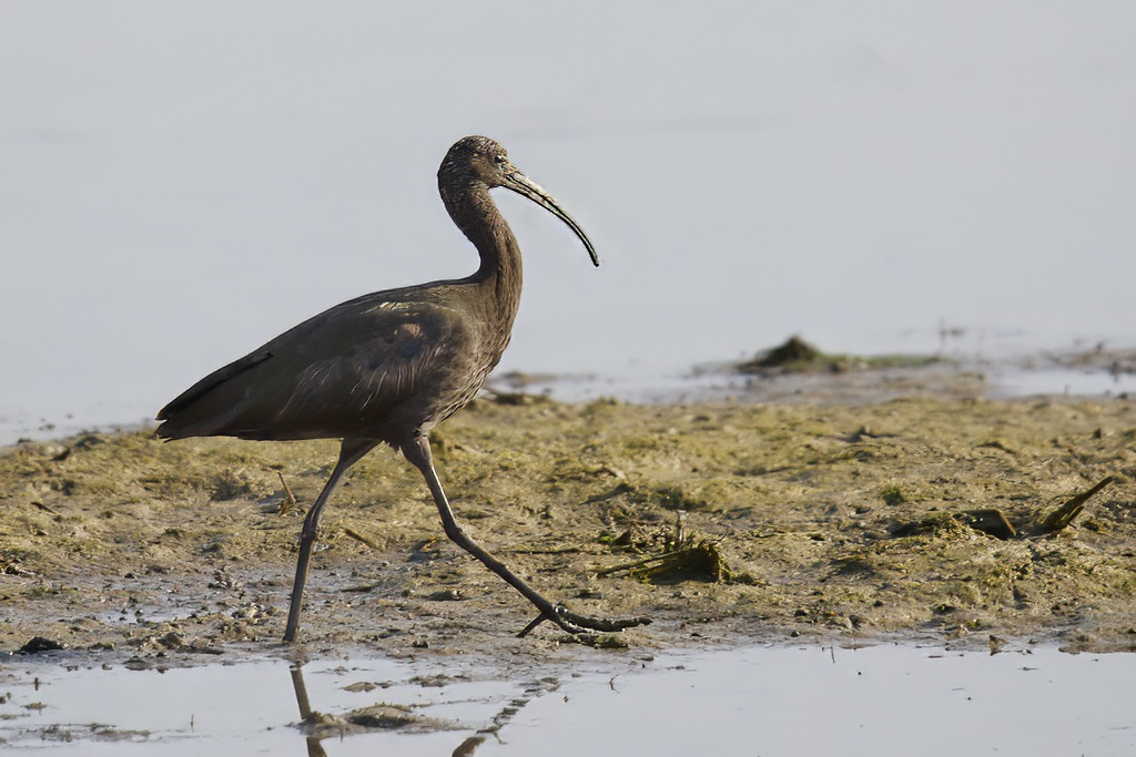 Plegadis falcinellus - Morito común