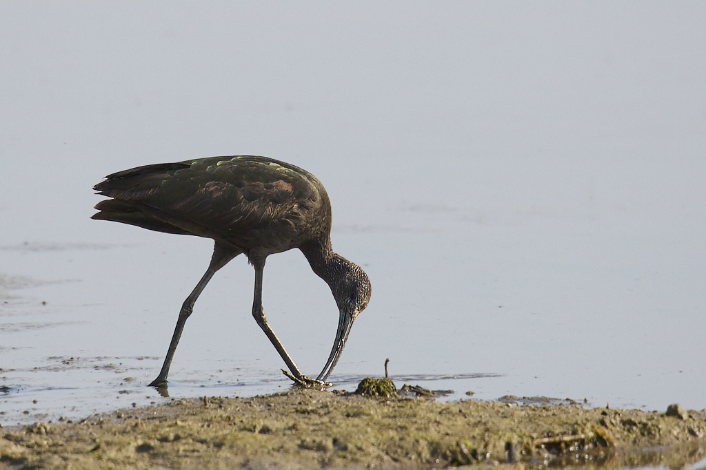 Plegadis falcinellus - Morito común