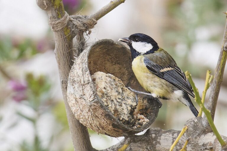 Parus major - Carbonero común