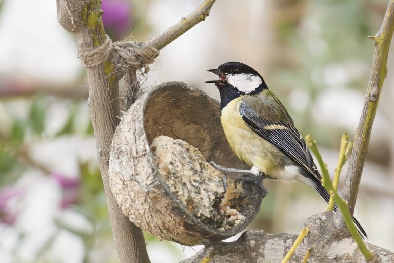 Parus major - Carbonero común