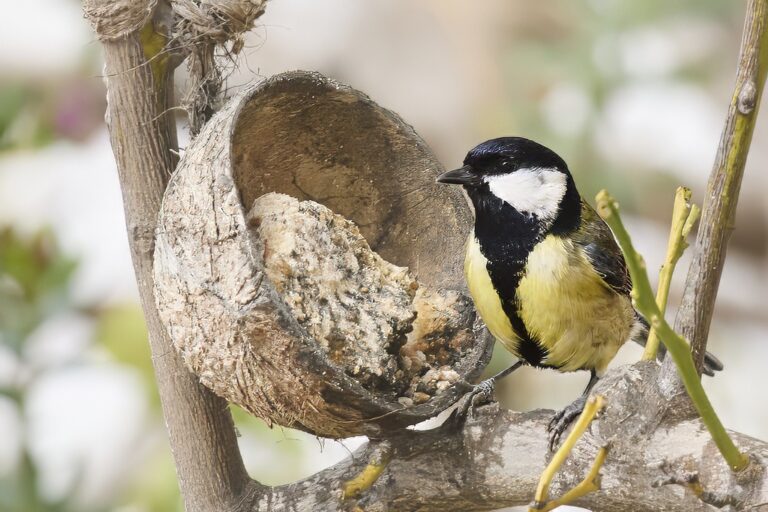 Parus major - Carbonero común