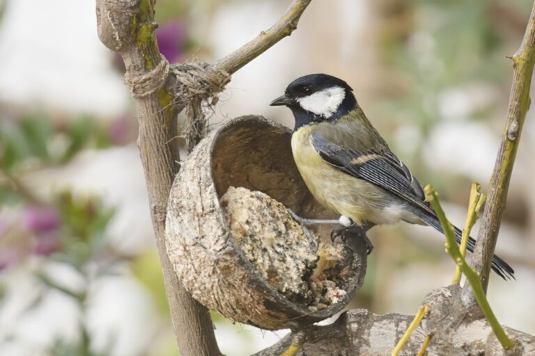 Parus major - Carbonero común