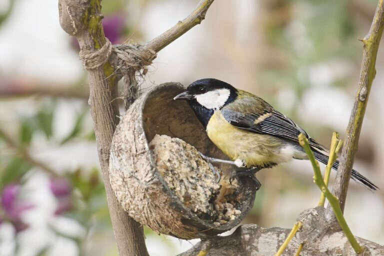 Parus major - Carbonero común