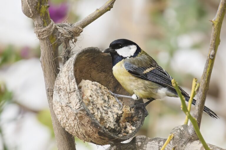 Parus major - Carbonero común