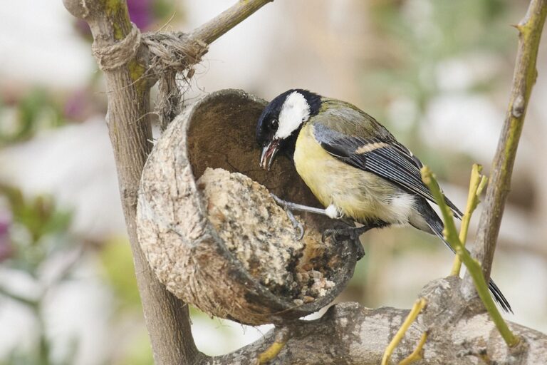 Parus major - Carbonero común