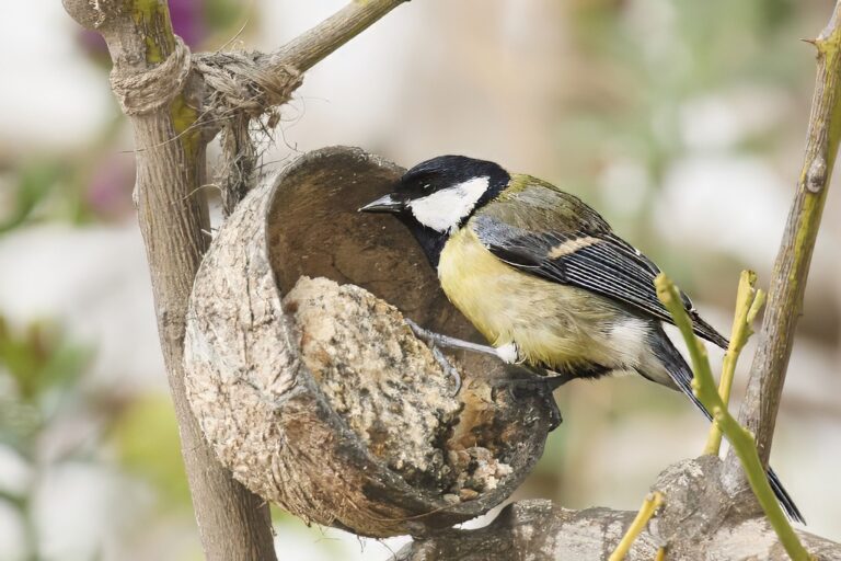 Parus major - Carbonero común