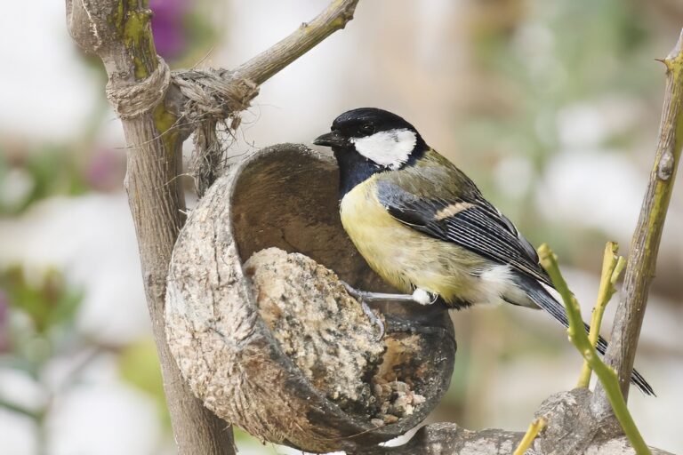 Parus major - Carbonero común