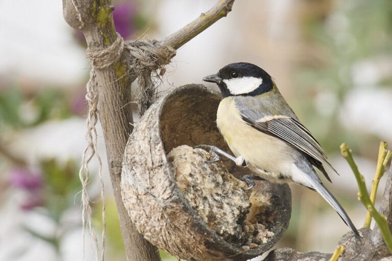 Parus major - Carbonero común