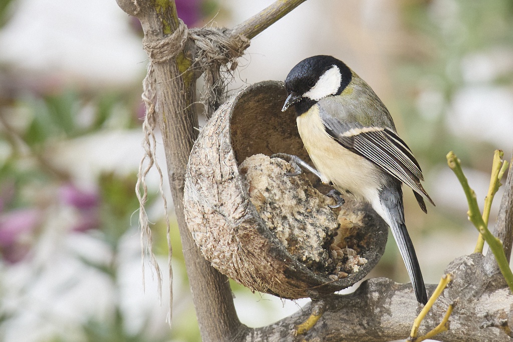 Parus major - Carbonero común