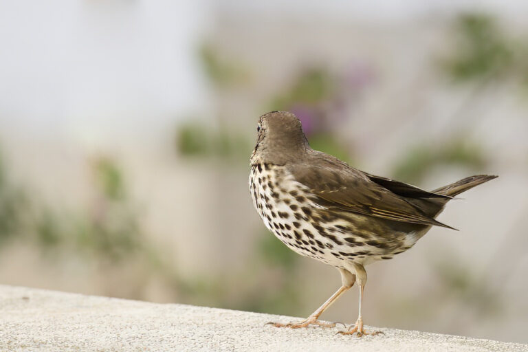 Turdus viscivorus - Zorzal charlo