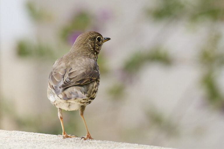 Turdus viscivorus - Zorzal charlo