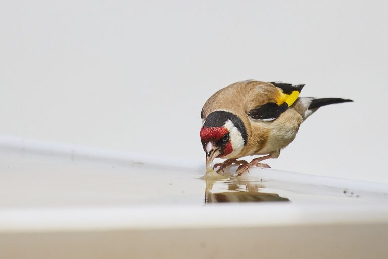 Carduelis carduelis - Jilguero