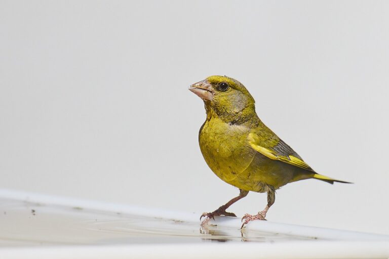 Chloris chloris - Verderón común